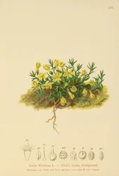Primevère dorée